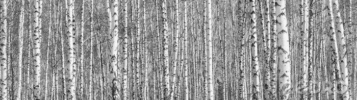 Bild Schwarz-weißer schöner Birkenwald