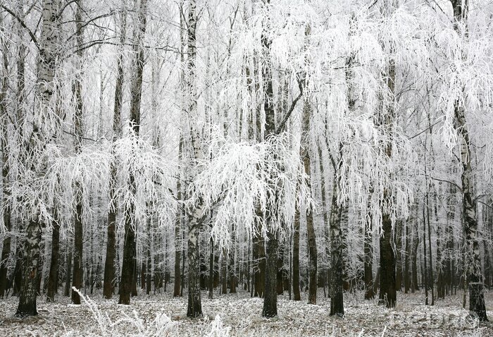 Bild Schwarz-weißes Foto mit Birken