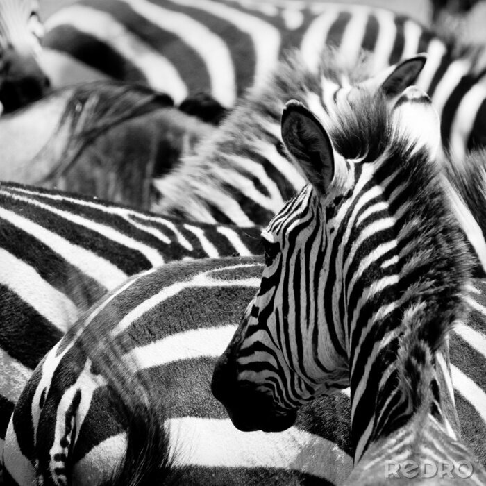 Bild Schwarz-weißes Foto von Zebra
