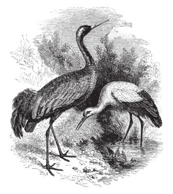 Bild Schwarz-weißes Motiv mit Storch und Kranich