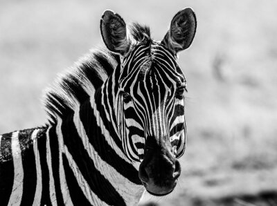 Bild Schwarz-weißes Muster mit Zebra