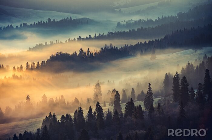 Bild Schwarze bäume im bunten nebel