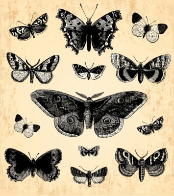 Schwarze Bilder von Schmetterlingen und Nachtfaltern