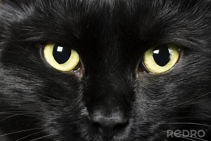 Bild Schwarze Katze mit gelben Augen