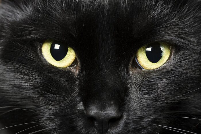 Bild Schwarze Katze mit gelben Augen