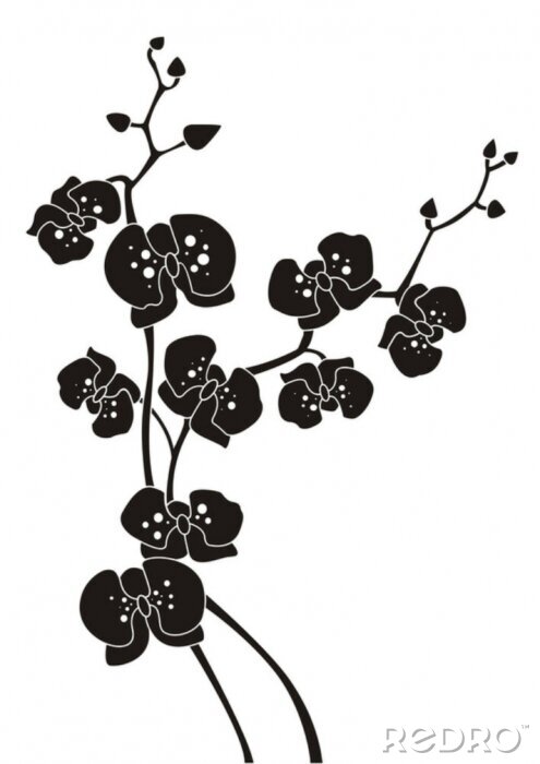 Bild Schwarze Orchidee auf weißem Hintergrund