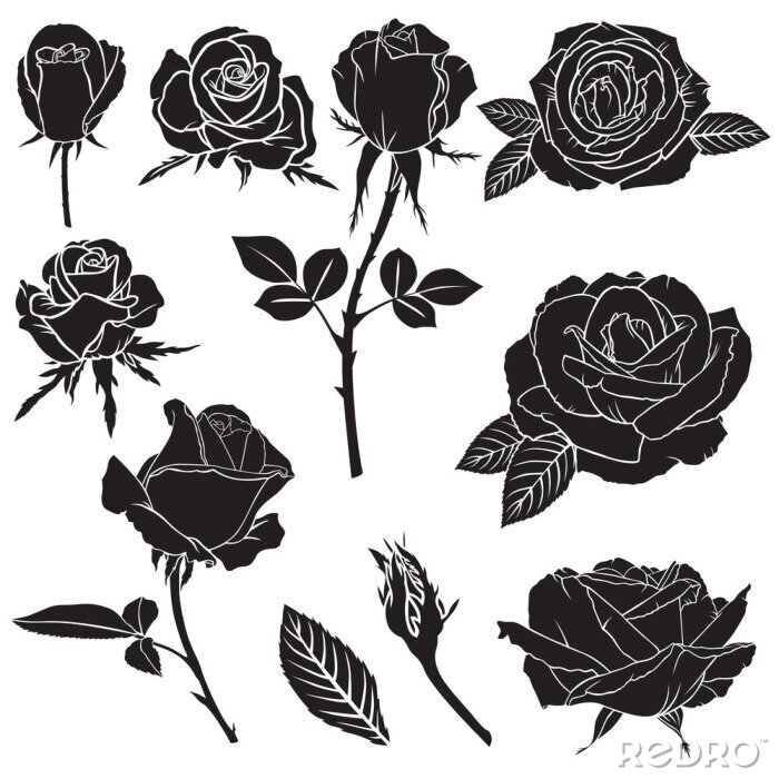 Bild Schwarze Rosen auf weißem Hintergrund