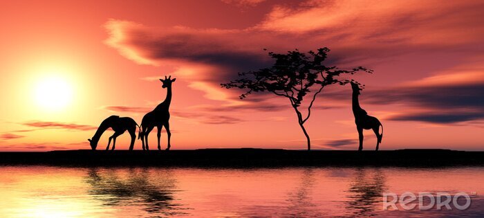 Bild Schwarze Silhouette der Tiere