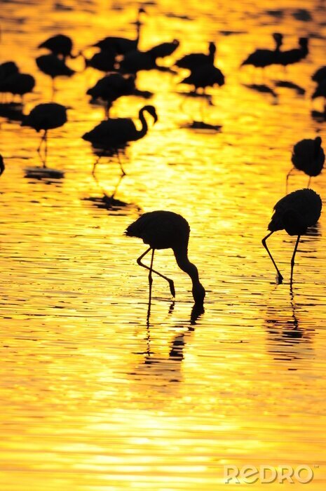 Bild Schwarze Silhouetten von Flamingos