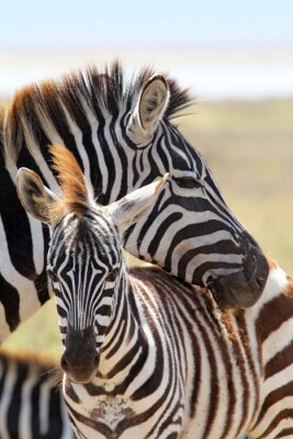 Schwarze und weiße Tiere von Safari