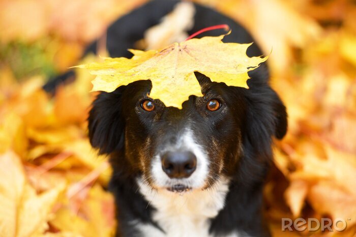 Bild Schwarzer Hund und Herbstblätter