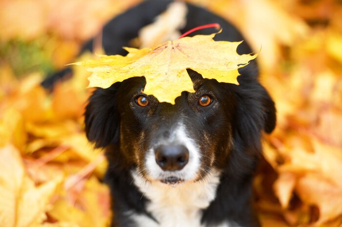 Bild Schwarzer Hund und Herbstblätter