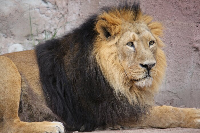 Bild Schwarzer Löwe