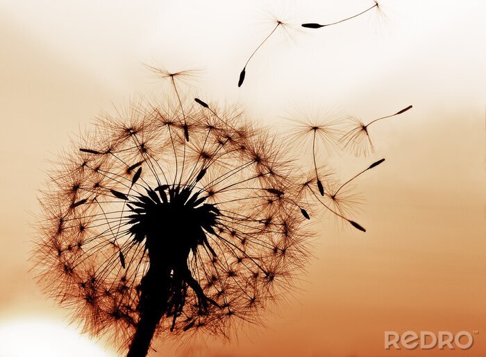 Bild Schwarzer Löwenzahn auf beigem Hintergrund