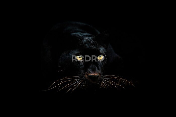 Bild Schwarzer Panther im Dunkeln