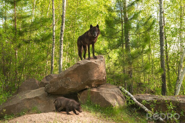 Bild schwarzer Wolf auf einem Felsen stehend