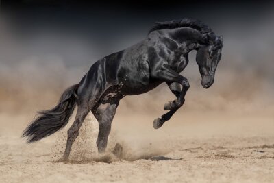 Schwarzes Pferd in der Wüste