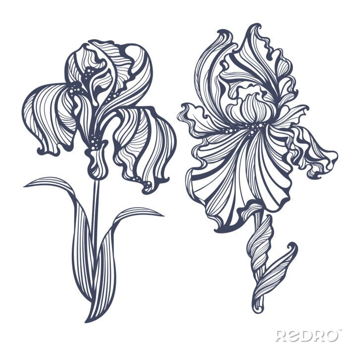 Bild Schwertlilien Art Nouveau