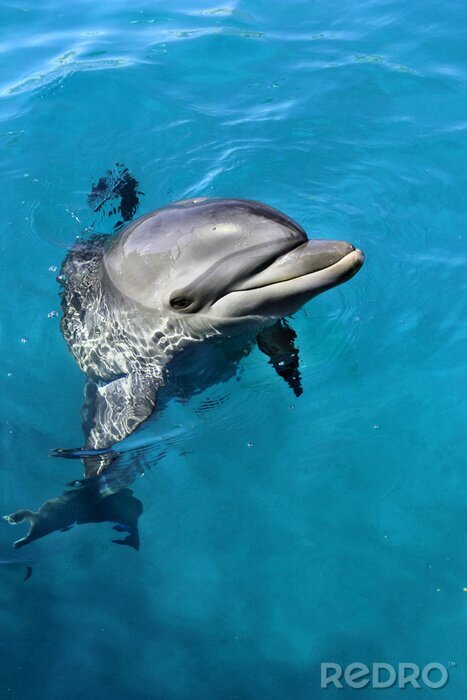 Bild Schwimmender Delfin
