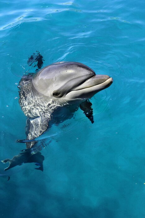 Bild Schwimmender Delfin