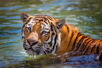 Schwimmender tiger im wasser