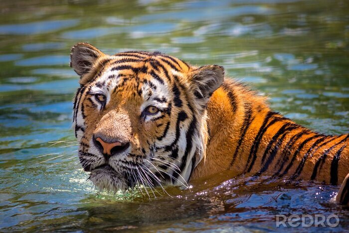 Bild Schwimmender tiger im wasser