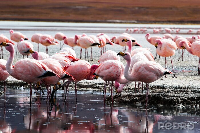Bild See in den Anden mit Flamingos