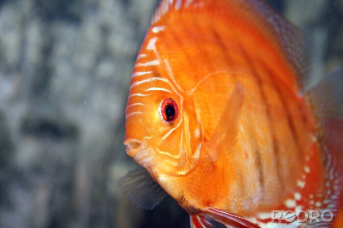 Bild Seefisch orangefarben