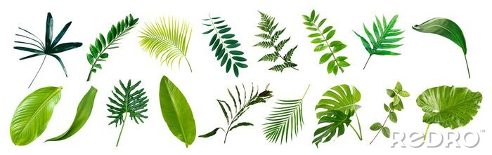 Bild set of green monstera palm banana and tropical plant leaf on white background for design elements, Flat layd.clipping path