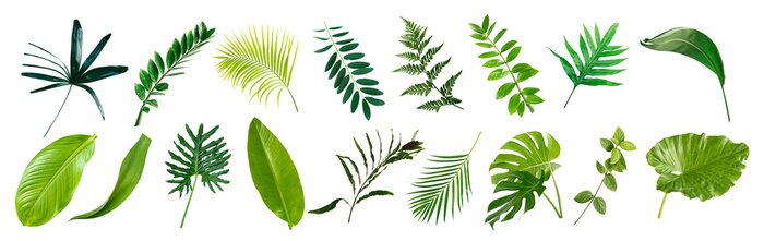 Bild set of green monstera palm banana and tropical plant leaf on white background for design elements, Flat layd.clipping path