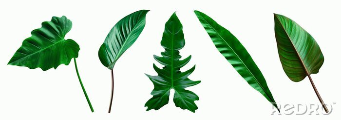 Bild set of green tropical leaves on  white background for design elements, Flat lay