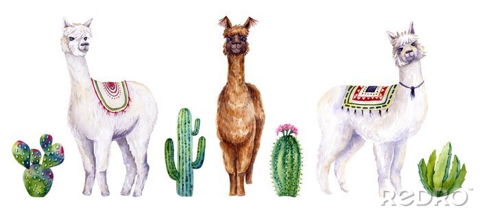 Bild Set of watercolor alpacas and cactus. Colorful illustration isolated on white. Hand painted animals and plants perfect for card making, wallpaper, fabric textile, interior design