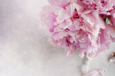 Bild Shabby-Chic rosa Blumen