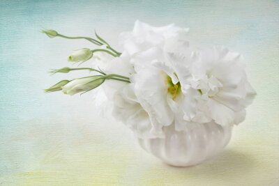 Bild Shabby-Chic schöne weiße Blume