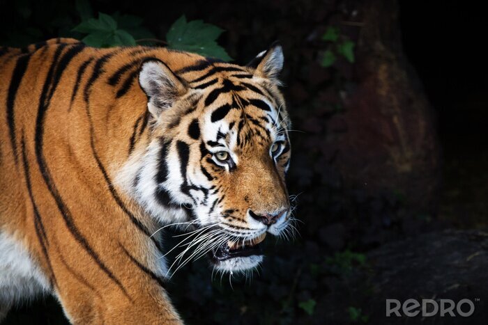 Bild Sibirischer tiger im wald