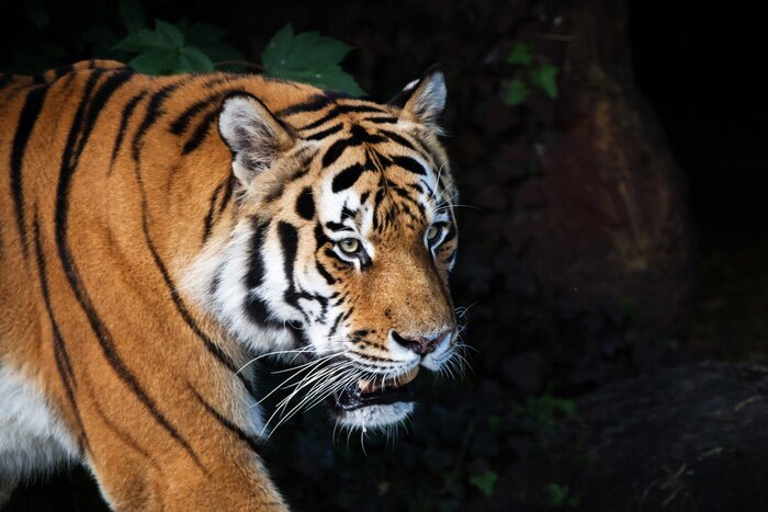 Bild Sibirischer tiger im wald