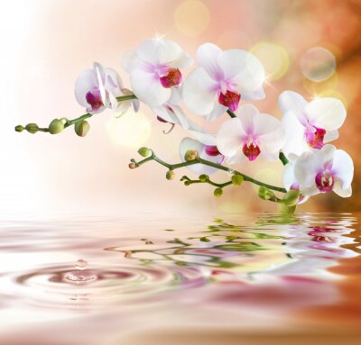 Sich im Wasser spiegelnde Orchidee