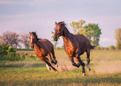 Silhouetten von Pferden beim Laufen mit wehender Mähne