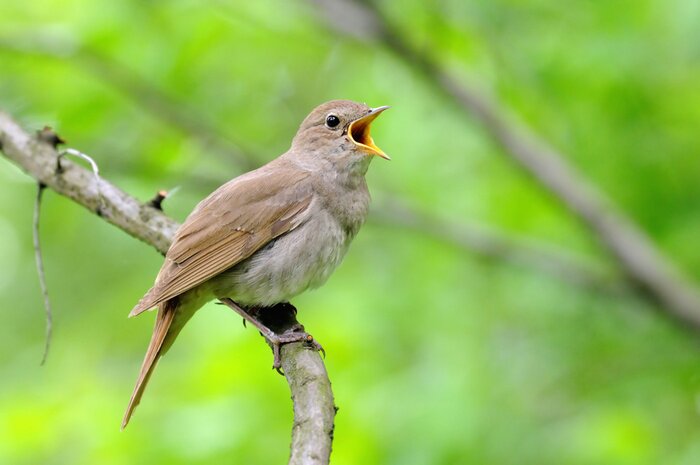 Bild Singender Nachtigall-Vogel