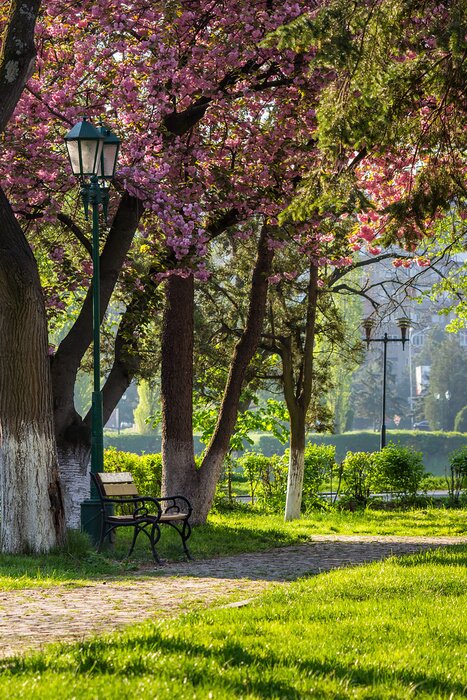 Bild Sitzbank unter den Bäumen