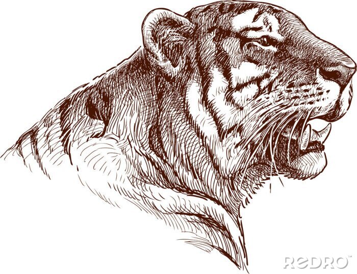 Bild Skizze des Tigerkopfes