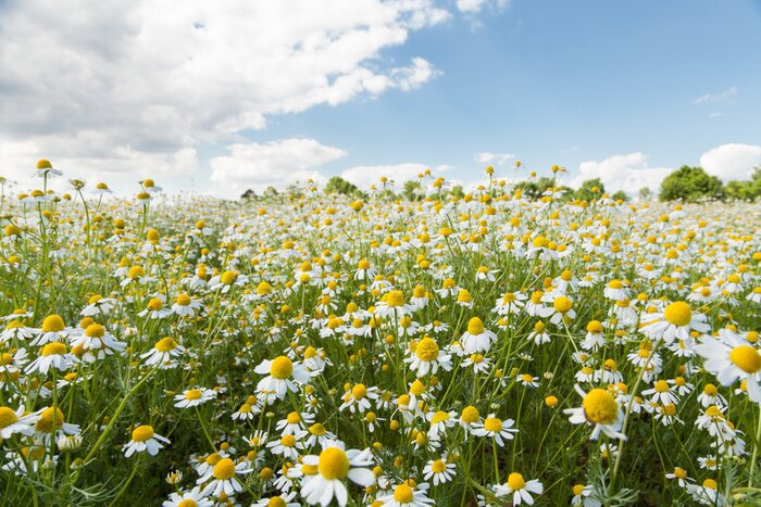 Bild Sommerlandschaft mit Blumen