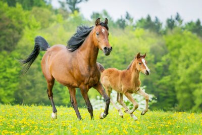 Sommerlandschaft mit pferden