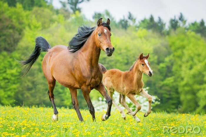 Bild Sommerlandschaft mit pferden