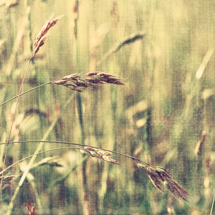 Bild Sommerliche Natur mit Textur