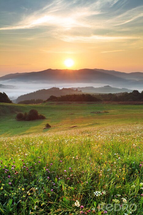 Bild Sommerwiese mit den Bergen im Hintergrund