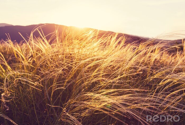 Bild Sommerwiese und Natur