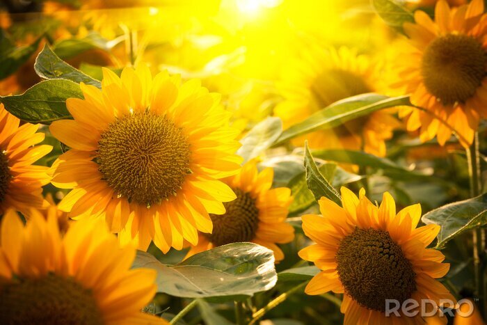 Bild Sonne bricht durch die Sonnenblumen