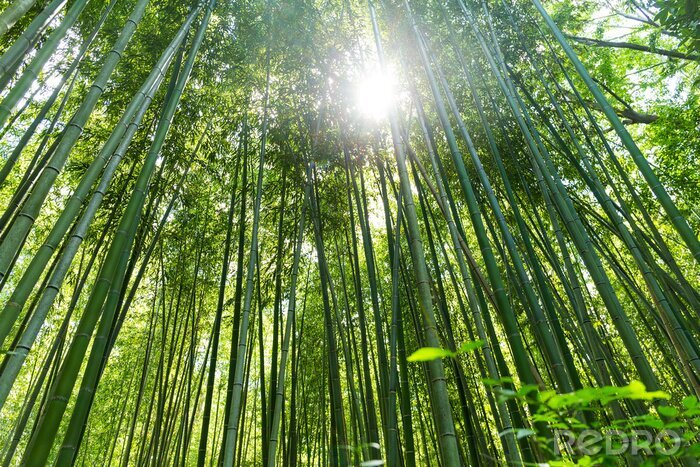 Bild Sonne im Bambuswald