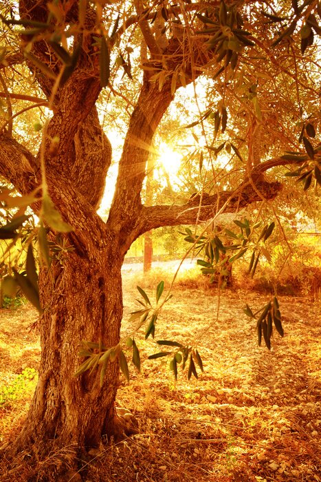 Bild Sonne in der Baumkrone